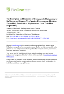 Tropideucoila blepharoneurae Buffington and Condon, New Species (Hymenoptera: Figitidae: Blepharoneura (Tephritidae)