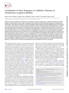 Contribution of Stress Responses to Antibiotic Tolerance in Pseudomonas aeruginosa