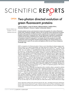 Two-photon directed evolution of green fluorescent proteins