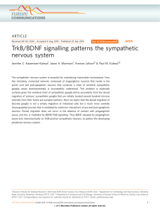 TrkB/BDNF signalling patterns the sympathetic nervous system ARTICLE Jennifer C. Kasemeier-Kulesa