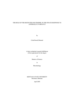 THE ROLE OF THE RECRUITED NEUTROPHIL IN THE INNATE RESPONSE... by Colin Russell Bonnett A thesis submitted in partial fulfillment