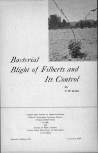 Bacterial Its Control Blight of Filberts and P. W. Miller