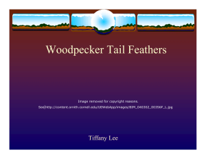 Woodpecker Tail Feathers