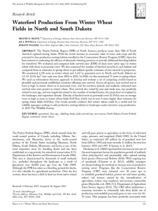 Waterfowl Production From Winter Wheat Fields in North and South Dakota