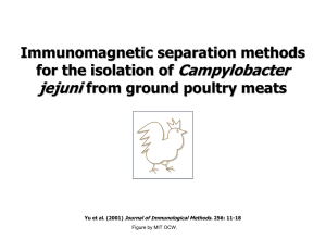 Campylobacter jejuni Immunomagnetic separation methods