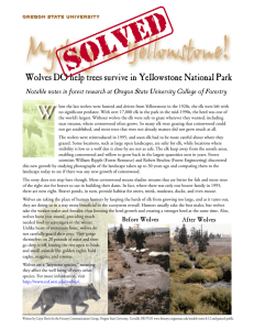 VED SOL W Wolves DO help trees survive in Yellowstone National Park