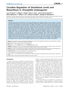 Drosophila melanogaster Circadian Regulation of Glutathione Levels and Biosynthesis in