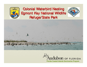 Colonial Waterbird Nesting Egmont Key National Wildlife Refuge/State Park