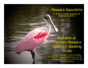 Roseat e Spoonbills Audubon of Flor ida’s Roseat e Spoonbill Banding