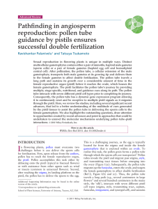 Pathfinding in angiosperm reproduction: pollen tube guidance by pistils ensures successful double fertilization
