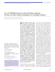 D Loss of LORELEI function in the pistil delays initiation Arabidopsis thaliana