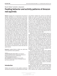 Feeding behavior and activity patterns of Amazon red squirrels