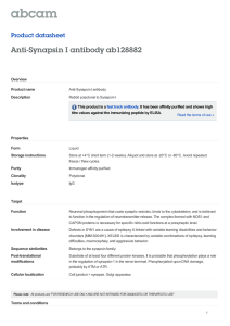 Anti-Synapsin I antibody ab128882 Product datasheet