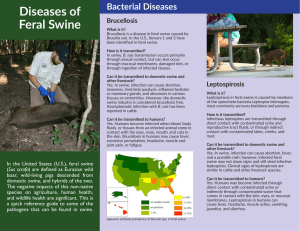 Diseases of Feral Swine Bacterial Diseases Brucellosis