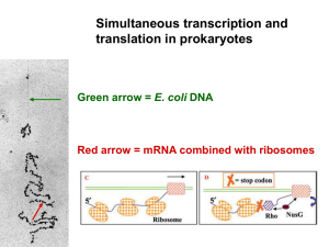 Simultaneous transcription and translation in prokaryotes E. coli