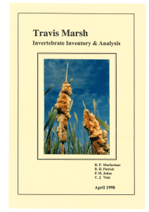 Travis Marsh Invertebrate Inventory Analysis &amp;
