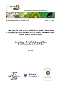 Interspecific interaction and habitat use by Australian Gymnorhina tibicen