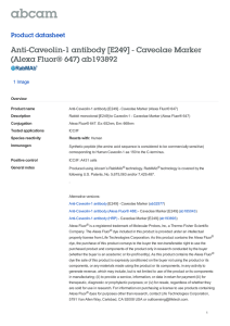 Anti-Caveolin-1 antibody [E249] - Caveolae Marker (Alexa Fluor® 647) ab193892