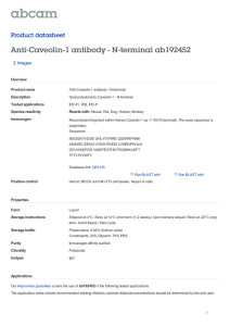Anti-Caveolin-1 antibody - N-terminal ab192452 Product datasheet 2 Images Overview