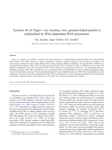 Tyrosine 66 of Pepper vein banding virus genome-linked protein is