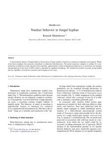 Nuclear behavior in fungal hyphae Ramesh Maheshwari MiniReview