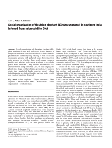 Social organization of the Asian elephant ( inferred from microsatellite DNA