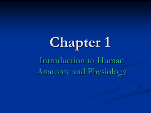 Chapter 1 Introduction to Human Anatomy and Physiology
