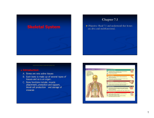 Skeletal System Chapter 7.1 Objective -