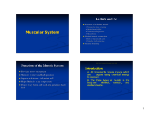 Muscular System Lecture outline