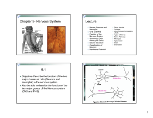 Chapter 9- Nervous System Lecture