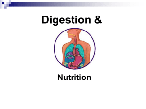 Digestion &amp; Nutrition