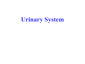 Urinary System