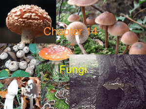Chapter 14 Fungi