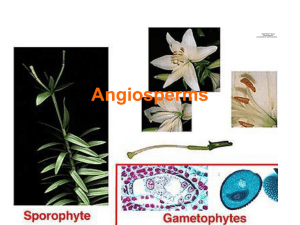 Angiosperms QuickTime™ and a decompressor are needed to see this picture.