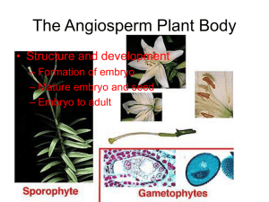 The Angiosperm Plant Body • Structure and development – Formation of embryo