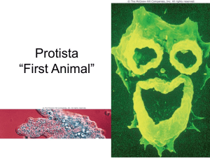 Protista “First Animal”