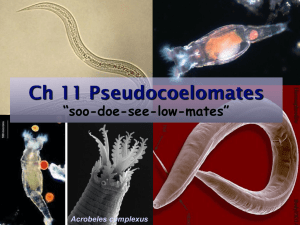 Ch 11 Pseudocoelomates “soo-doe-see-low-mates” Acrobeles complexus