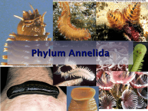 Phylum Annelida 1