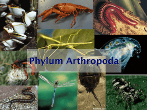 Phylum Arthropoda 1