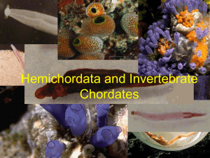 Hemichordata and Invertebrate Chordates