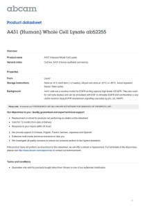 A431 (Human) Whole Cell Lysate ab52255 Product datasheet Overview Product name