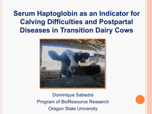 Serum Haptoglobin as an Indicator for Calving Difficulties and Postpartal