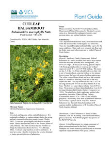 Plant Guide CUTLEAF BALSAMROOT