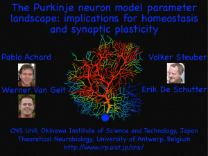 The Purkinje neuron model parameter landscape: implications for homeostasis and synaptic plasticity