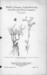 Bladder Campion, Night-flowering Catchfly, and White Campion