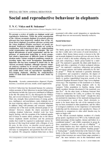 Social and reproductive behaviour in elephants  SPECIAL SECTION: ANIMAL BEHAVIOUR