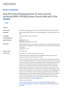 Anti-Pyruvate Dehydrogenase E1 beta subunit antibody [EPR11097(B)] (Alexa Fluor® 568) ab211226