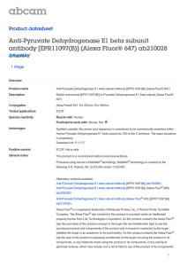 Anti-Pyruvate Dehydrogenase E1 beta subunit antibody [EPR11097(B)] (Alexa Fluor® 647) ab210028