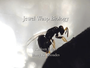 Jewel Wasp Biology Kadeen Johns Barry K. Rhoades
