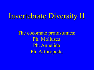 Invertebrate Diversity II The coeomate protostomes: Ph. Mollusca Ph. Annelida
